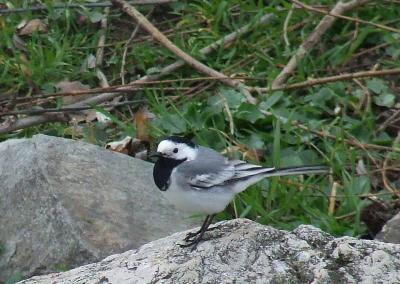 Прикрепленное изображение: 003.jpg